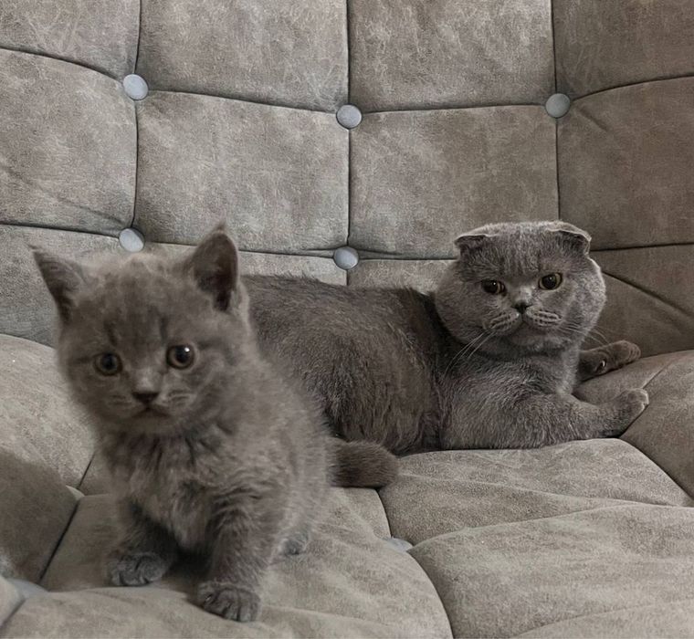 Британские котята