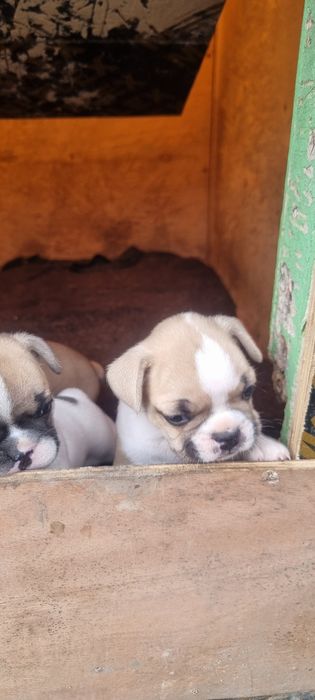 Французский бульдог