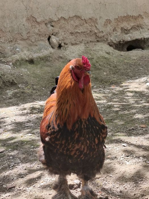 Brama xuroz sotiladi