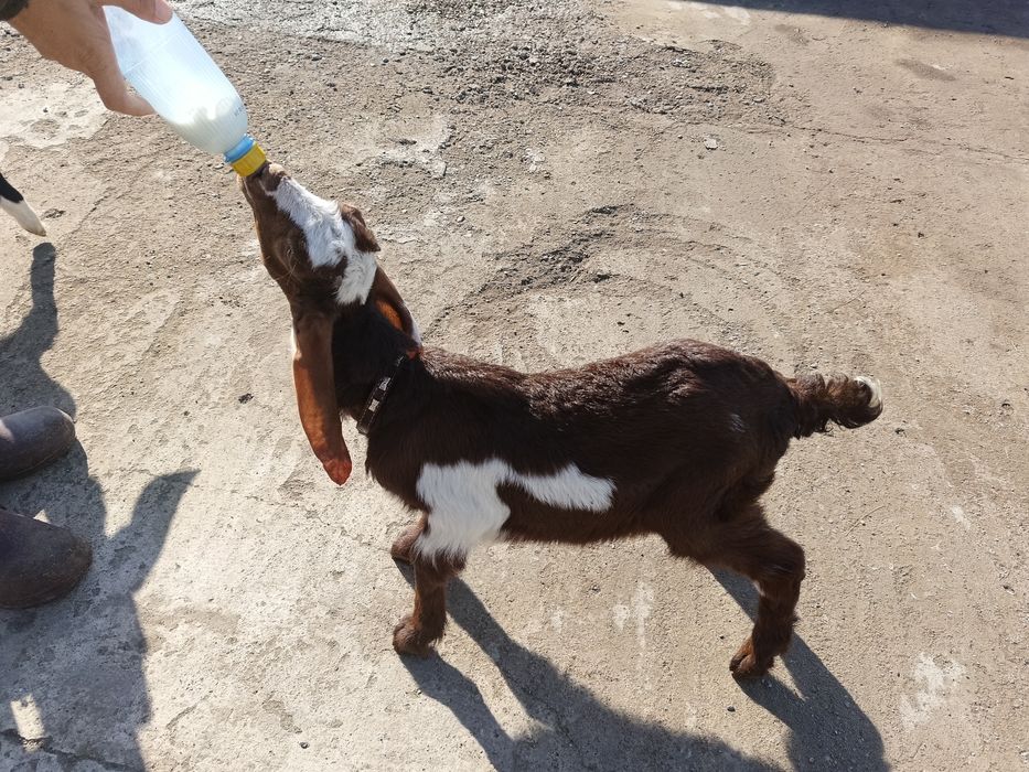 Продам козлят альпо-нубийские и битало-нубийские