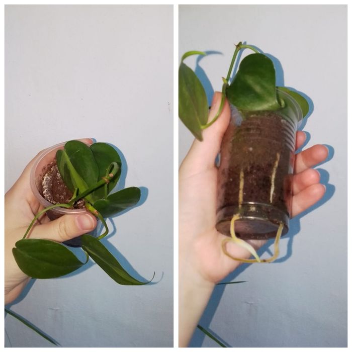 Цветы продажа петропавловск