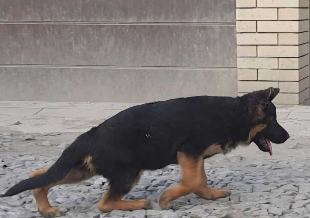 Щенки немецкой овчарки шикарные