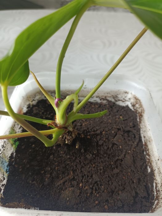 Продам антуриум фиолетовый