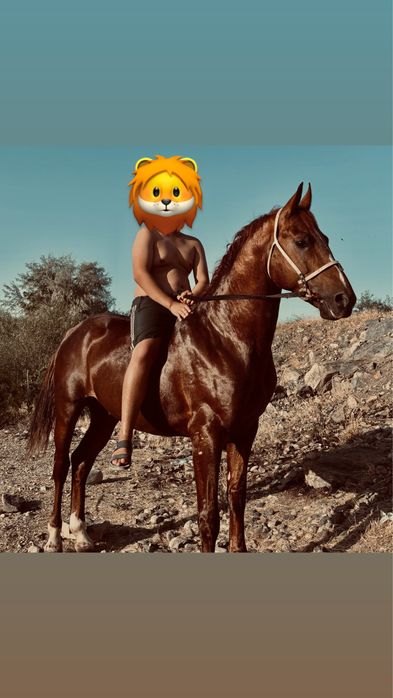 Осы айғыр сатылады!