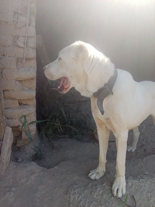 Қазақы төбет ит сатылады