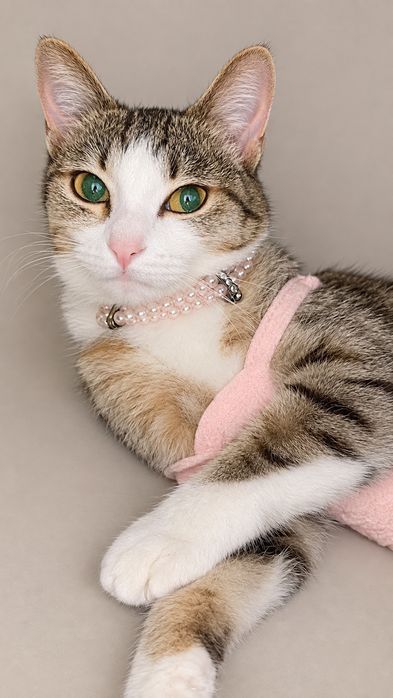 Милая кошка Пушинка