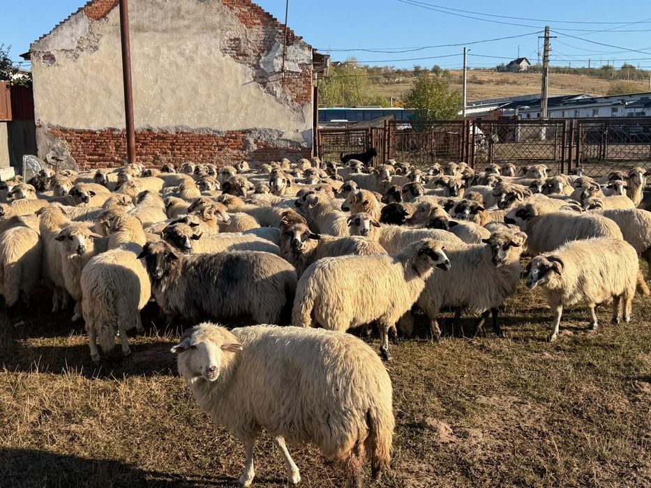 Oi Țurcane de vânzare!!!
