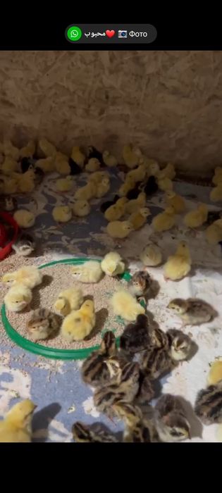 Бодене Перепелка суточная