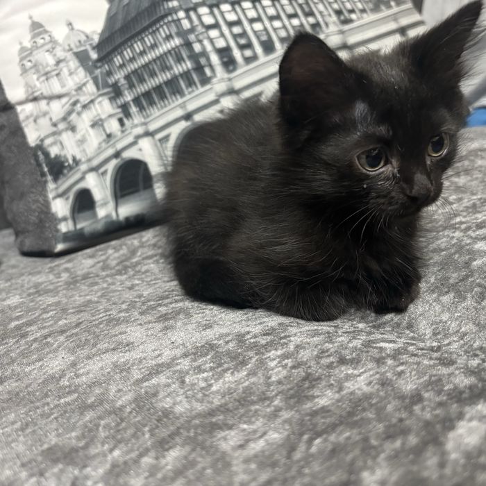 Отдам котят в добрые руки