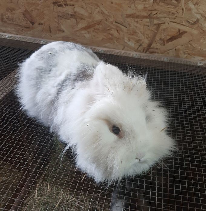 Cap de leu femele gestante și pui