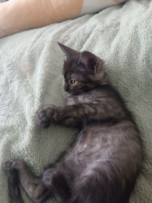 Котенок девочка бесплатно