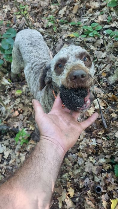 Lagotto romagnolo