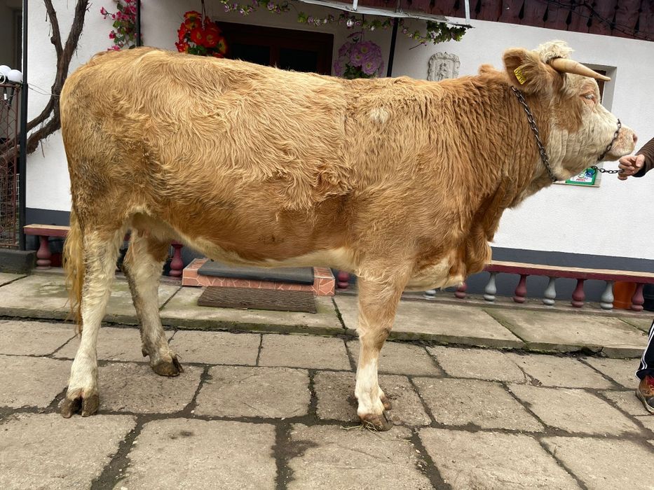 Junincă - la prima fătare