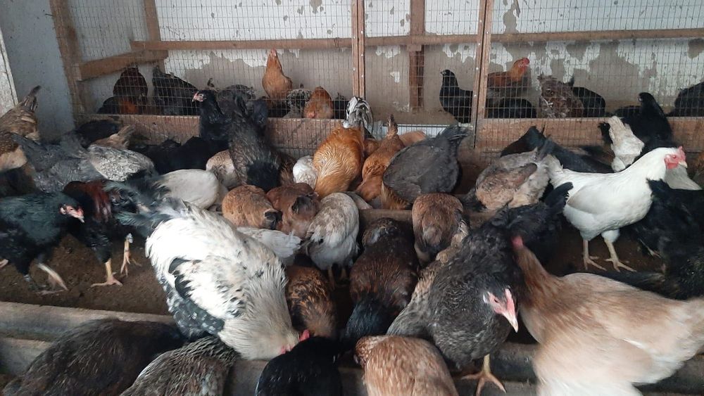 Продаются домашние курицы