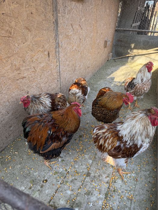 De vanzare Cocosi wyandotte gsg, splash, brahma, plymoth