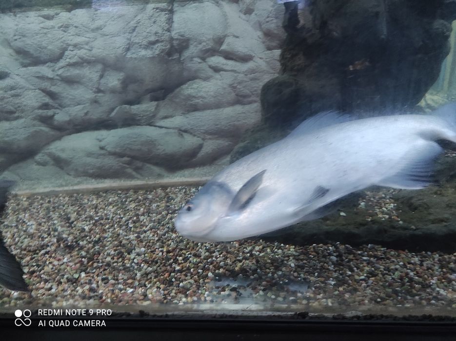 Stol stular sotiladi