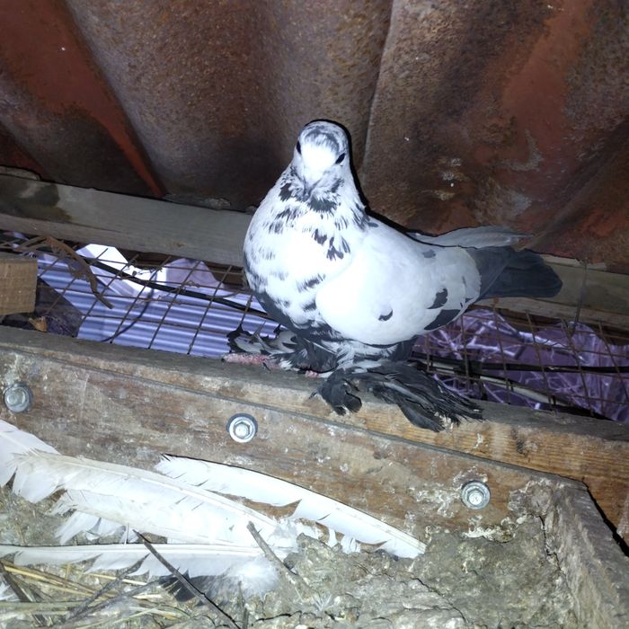 Продам голубей.  Красивые.