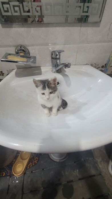 Sinyarita sotiladi  tozza mushuk doim yuvib taralgan