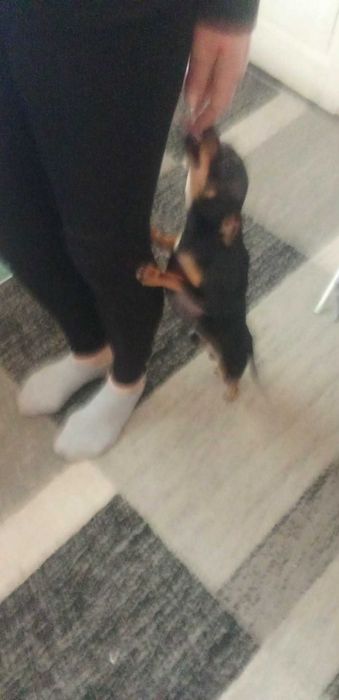 Мъжки чистокръвен пинчер