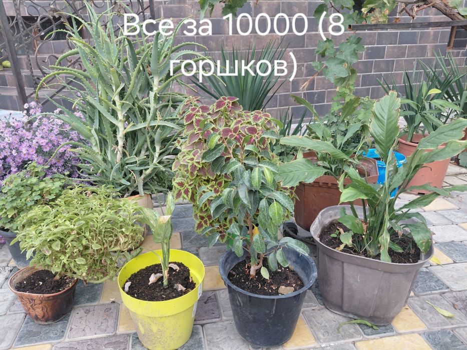 Комнатные цветы с горшками. Можно по отдельности, можно все вместе.