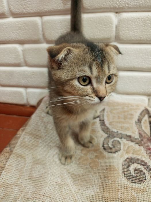 Mushukcha Sotiladi