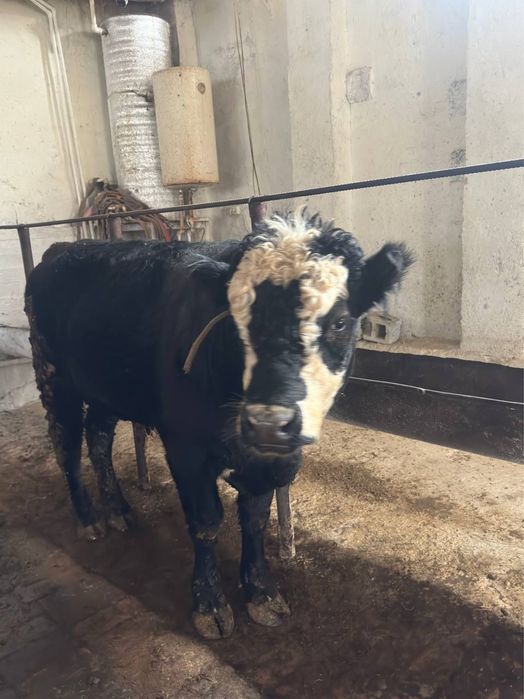 Mikimaus mol sotiladi