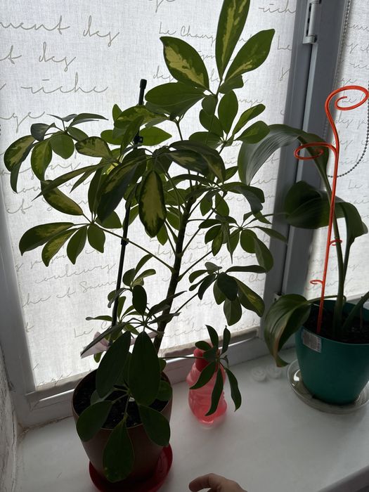 Шеффлера цветы.