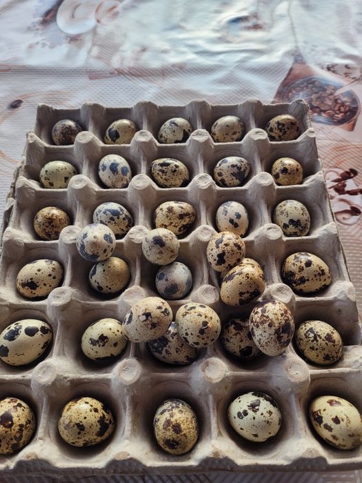 Oua de prepeliță de casă