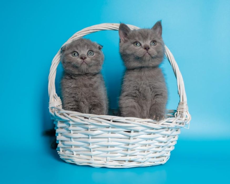 Шотландский вислоухий котенок