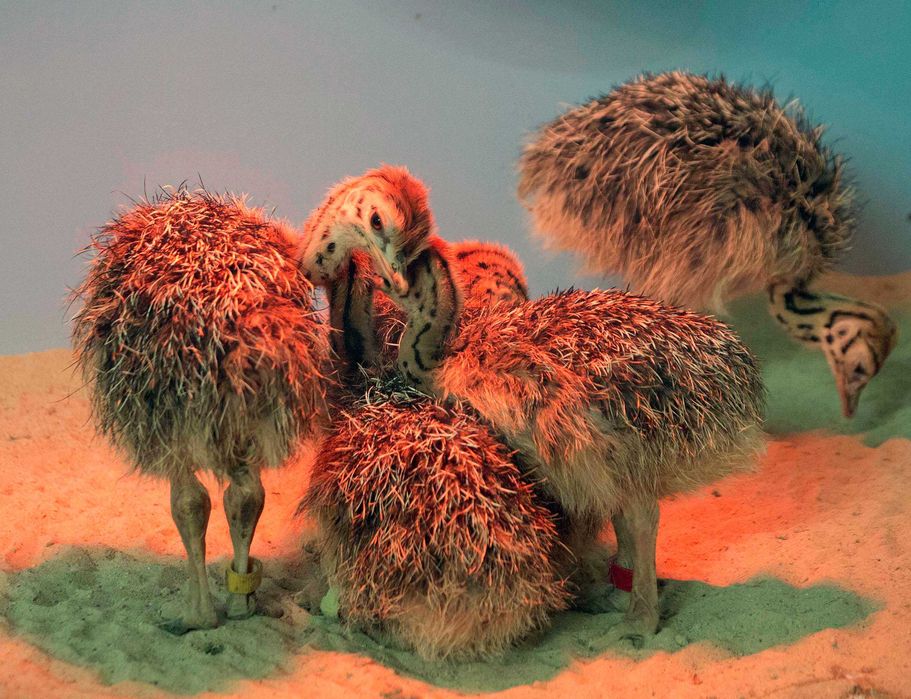 Pui de Struti Negru African