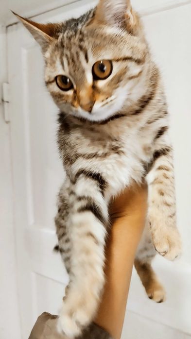 Шикарный котенок тигрового окраса в любящую семью, мальчик