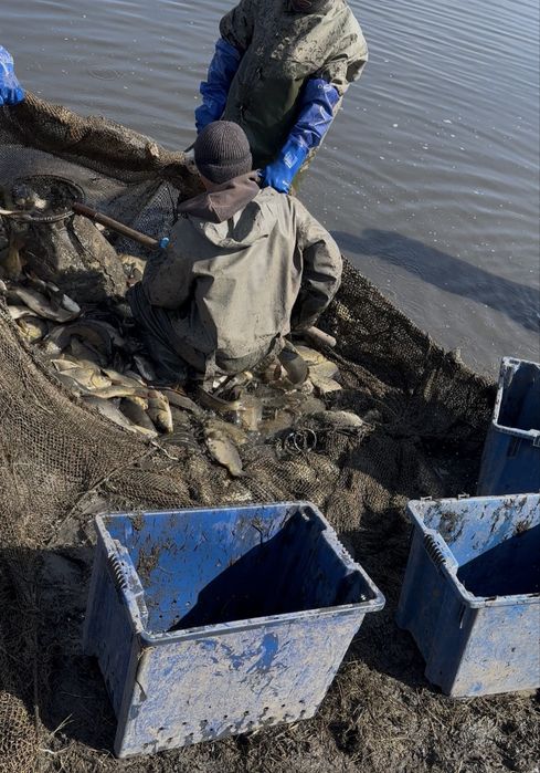 Оптом Живая рыба (карп/сазан)