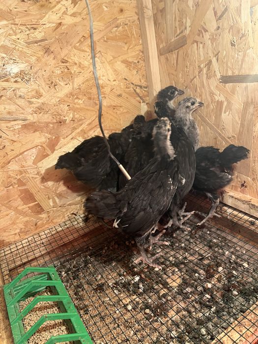 Pui australorp varsta 1 lună