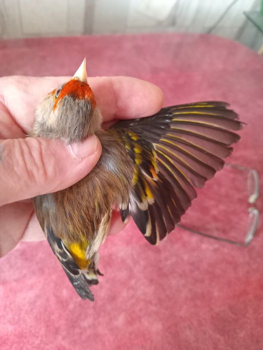 Гибриды щегол и репел.