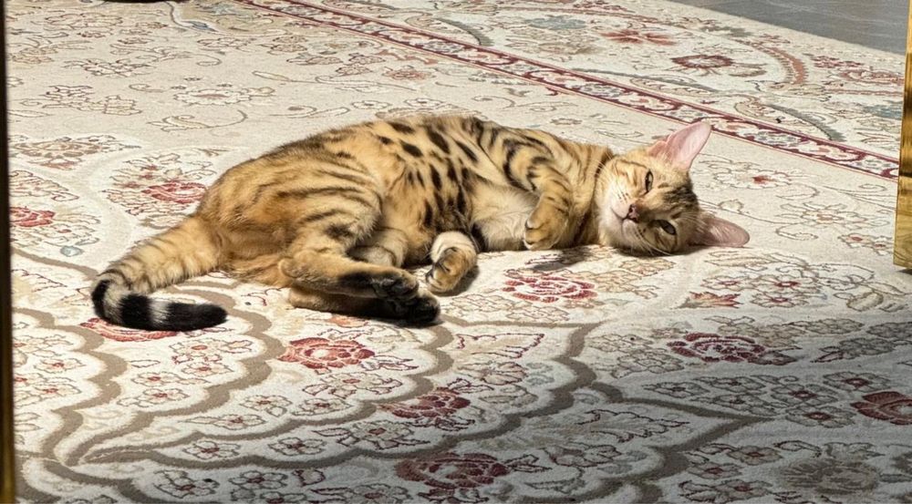 Кошка бенгальская