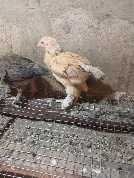 Продам цыплят брама