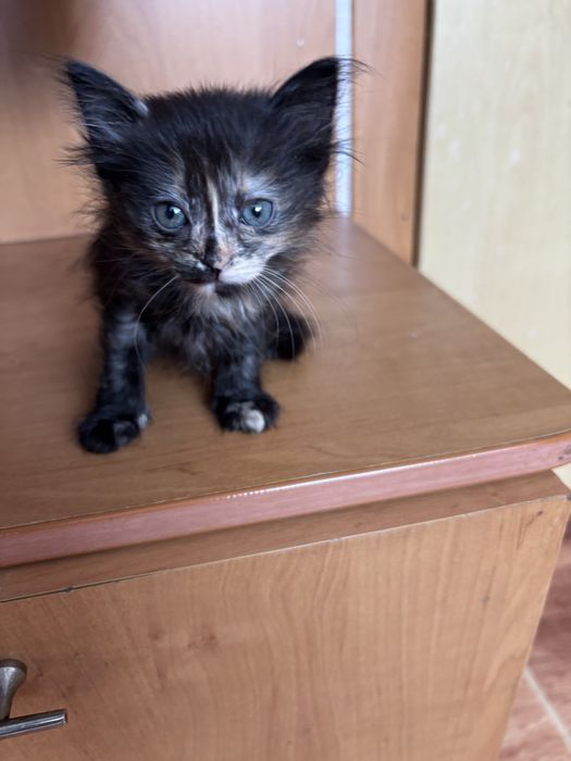 Котята бесплатно