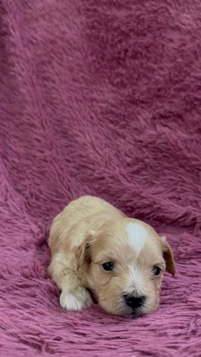 Продаются мальтипу