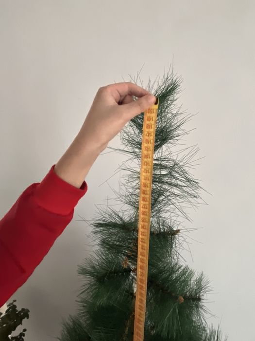 елочкака метровая
