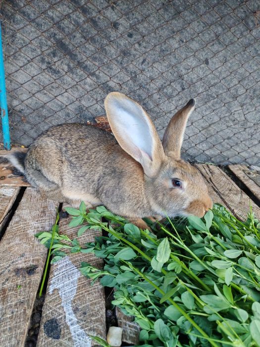 Iepure uriaș german