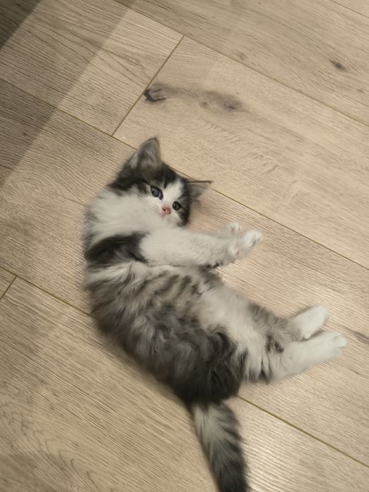 Отдам котёнка в добрые руки