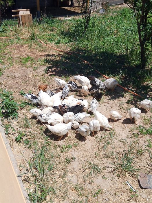 Тауык жане кораздар 2айлык