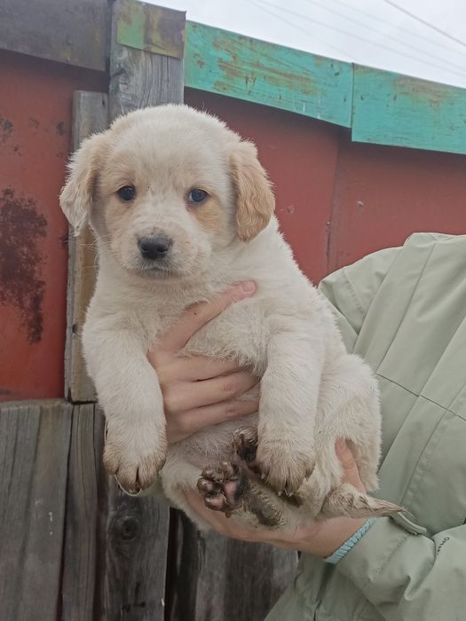 ЩЕНОК МАЛЬЧИК!  Бесплатно!