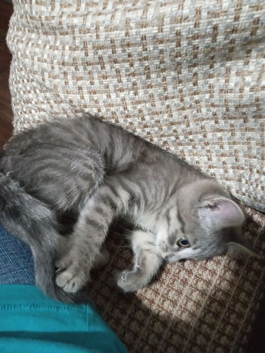 Отдам  котенка серого окраса