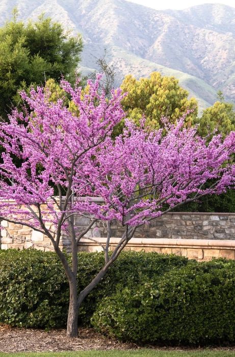 Cercis Canadensis (Arborele Iudei )