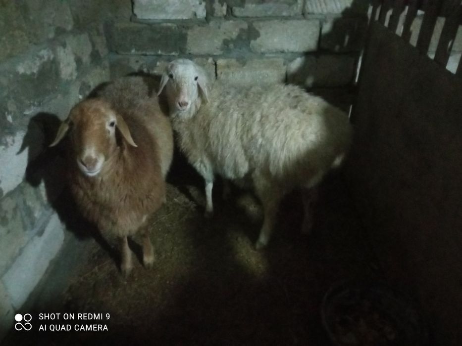 Кои сатылады 85-мын