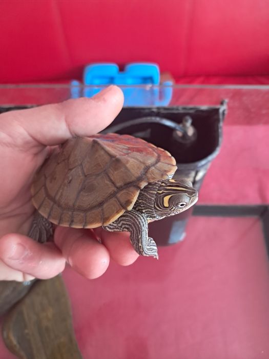 Vand broasca testoasa