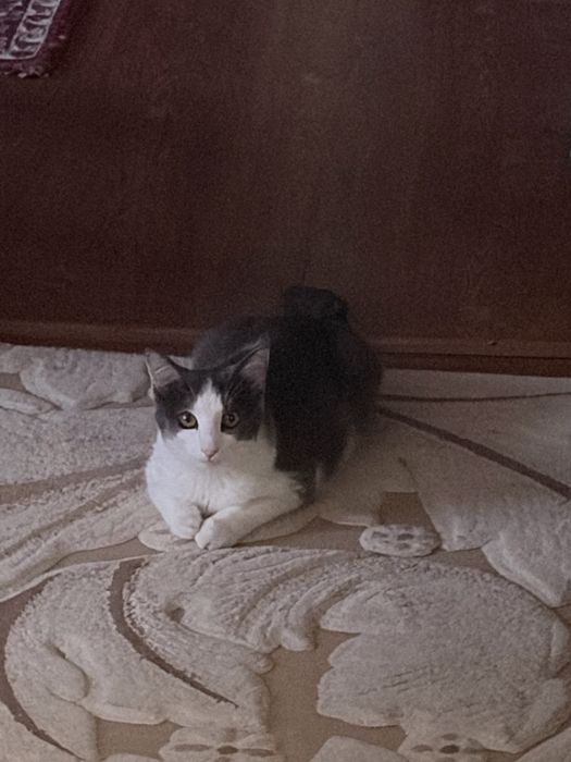 Отдам кошку в добрые руки