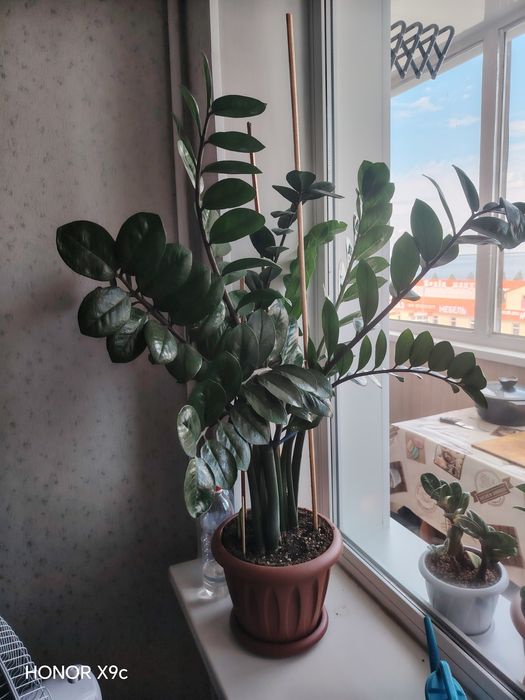 Продам долларовое дерево