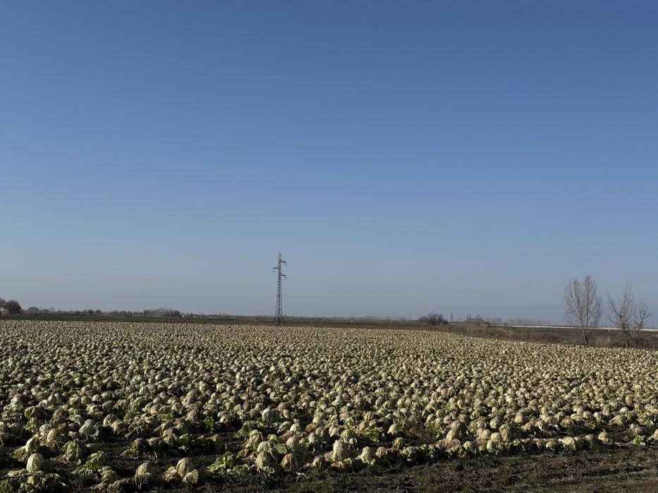 Chimchi bonka 3gektar